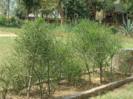 Euphorbia tirucalli